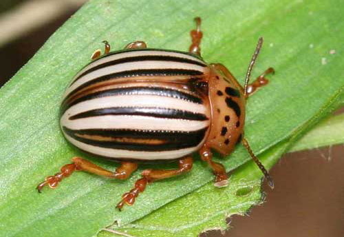 Adult Colorado Beetle