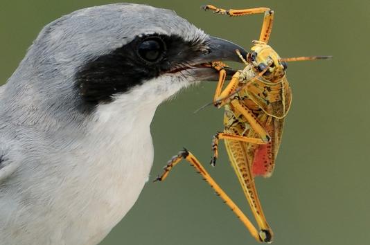 Birds - predators of grasshoppers